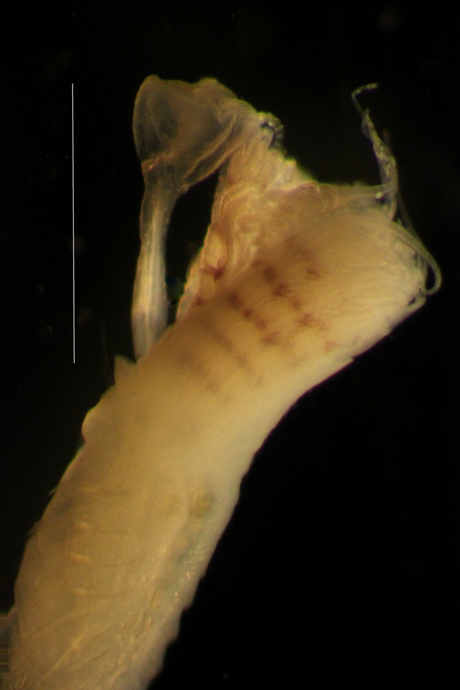 Image of Ficopomatus miamiensis